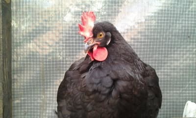 A Olive Egger chicken
