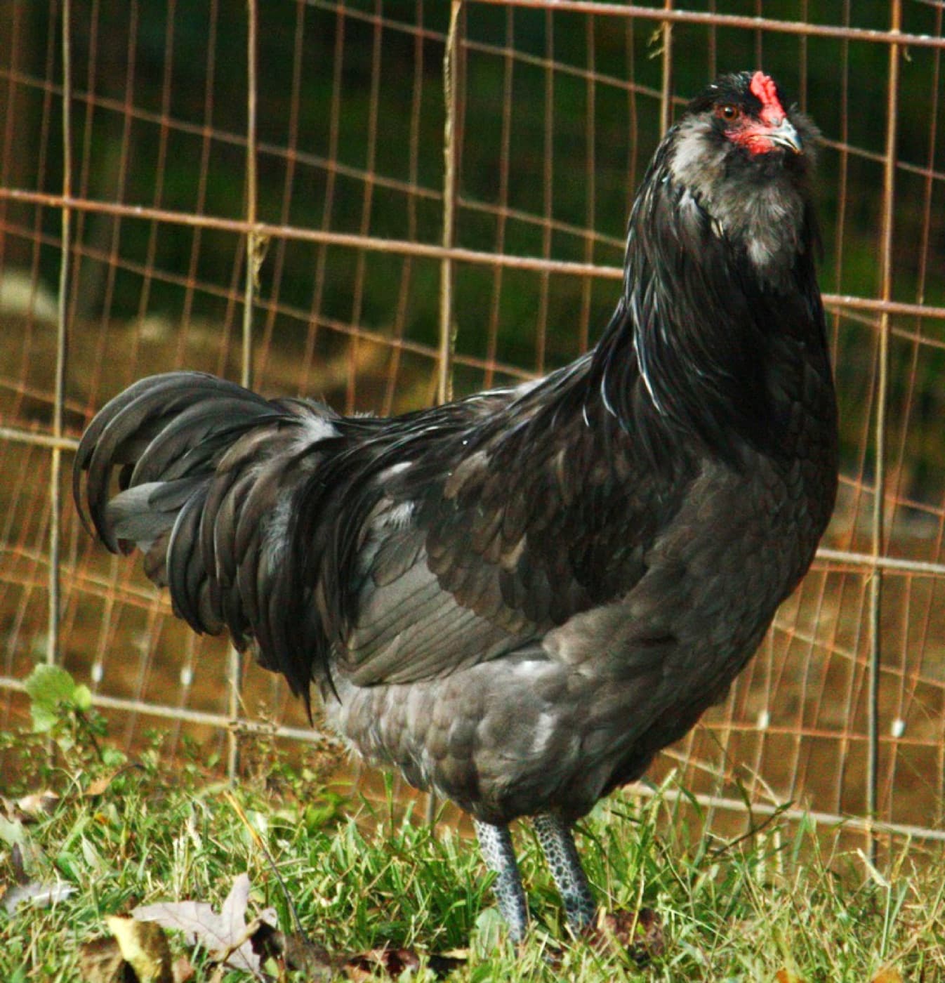 A Ameraucana chicken