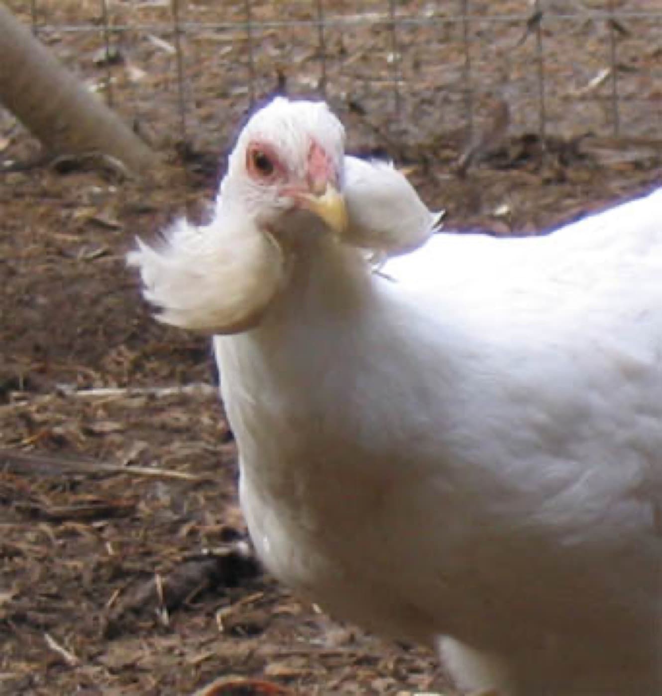 A Araucana chicken