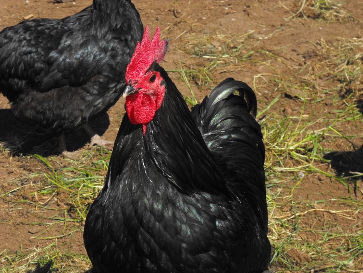 A Australorp chicken